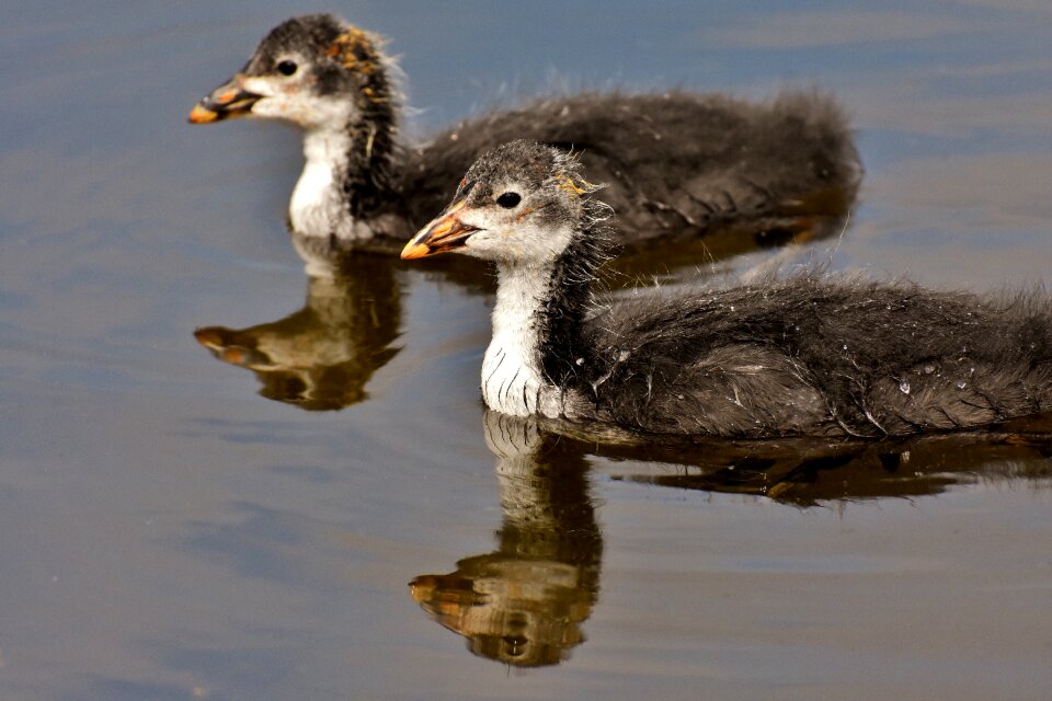 Nature waterfowl young