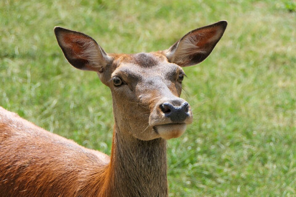 Red deer forest animal nature