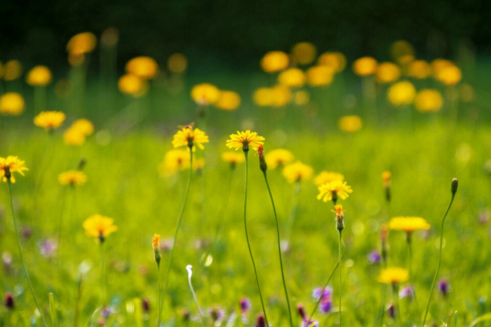 Flower meadow nature summer