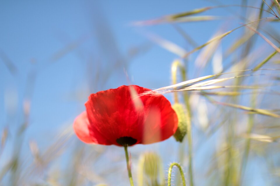Wild flower red country