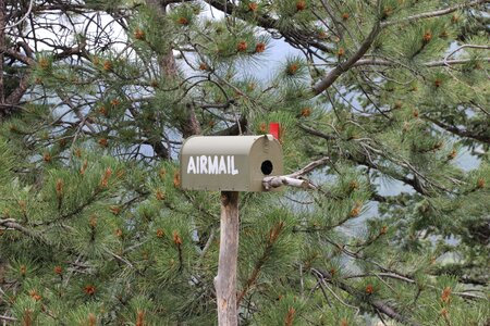 Trees forest mail
