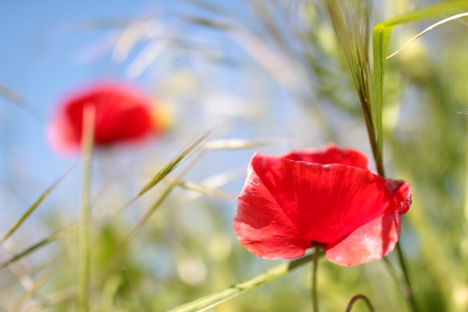 Flower wild flowers country