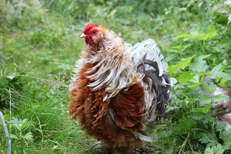 Bird animal poultry