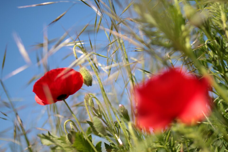 Red country wildflower