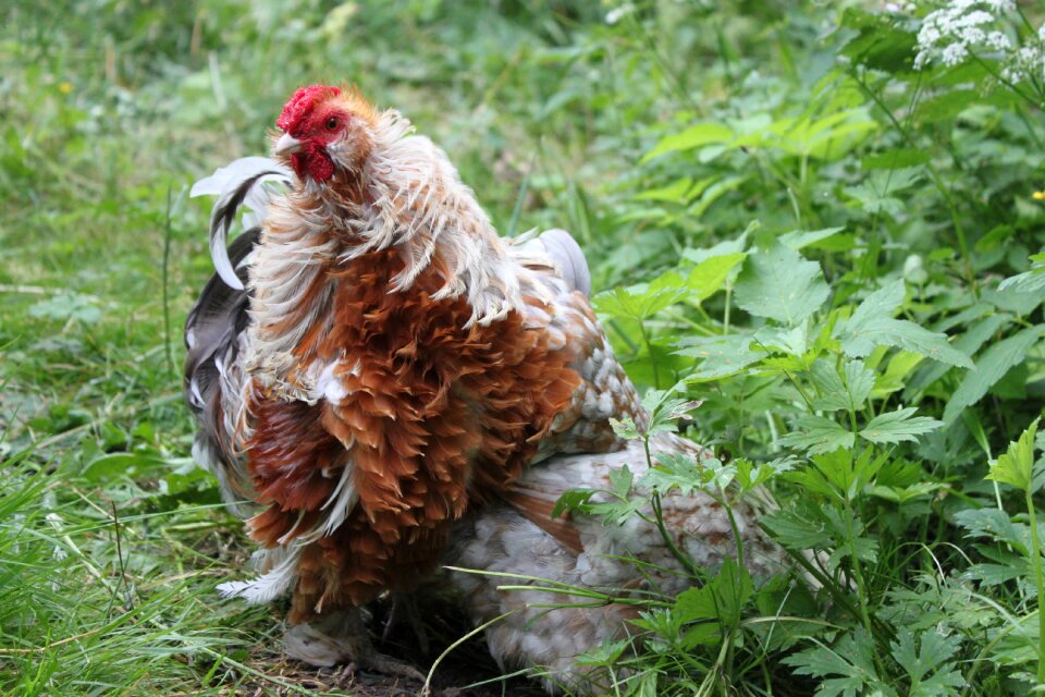 Bird animal poultry