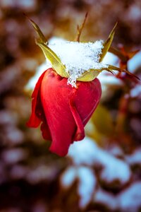 Season flowers red