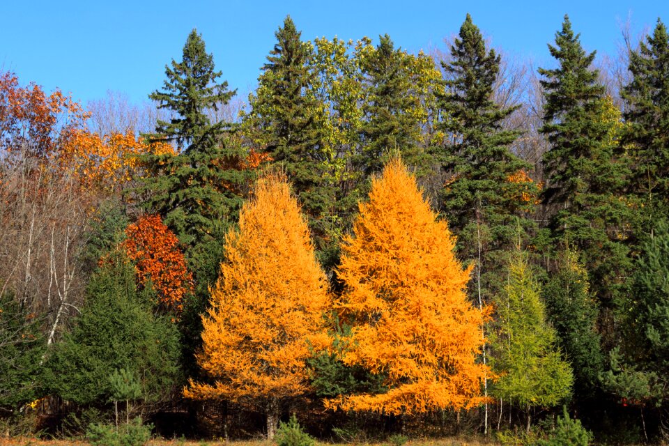 Nature autumn trees