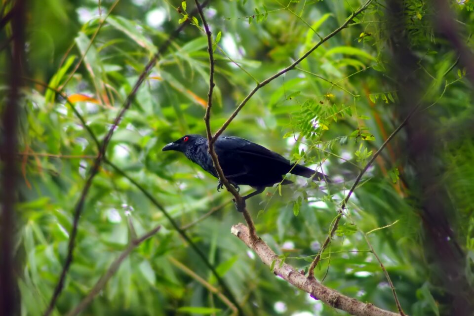 Wild wildlife animal