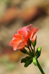 Petal bloom flower's