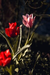 Leaf color tulip photo