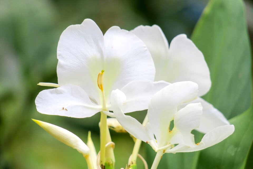 Garden leaf ginger flower