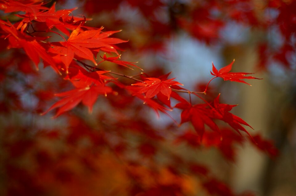 The leaves red maple