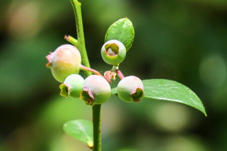 Leaf fruit botanical garden photo