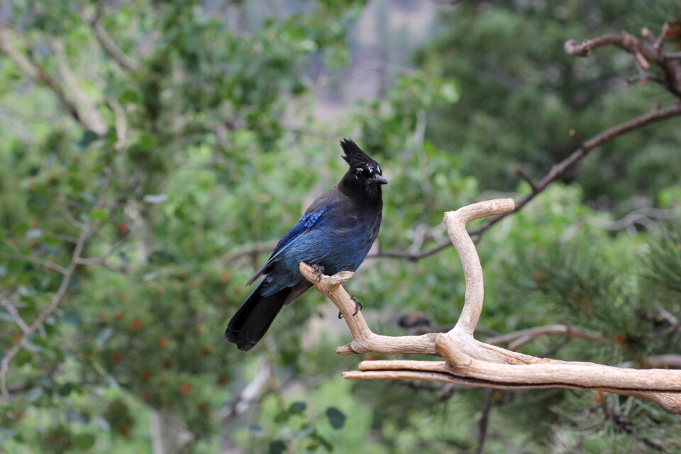 Animal colorado woods