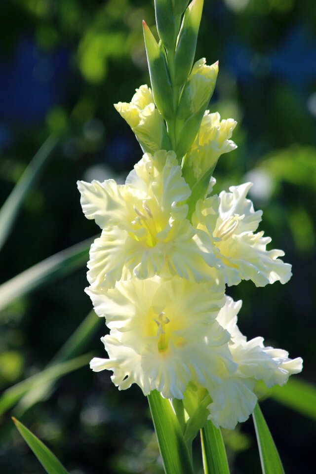 Nature garden flowers plant