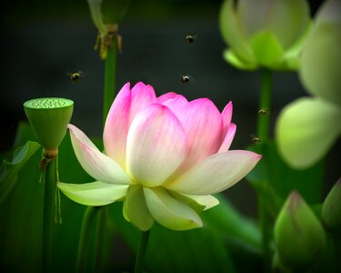 Nature natural pink