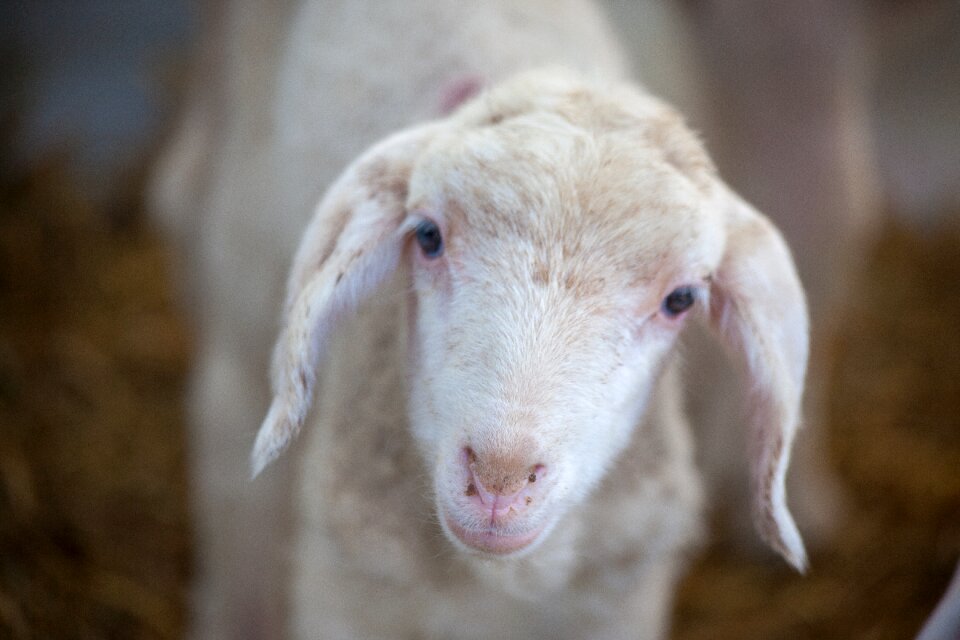 Wool sheep baby animal