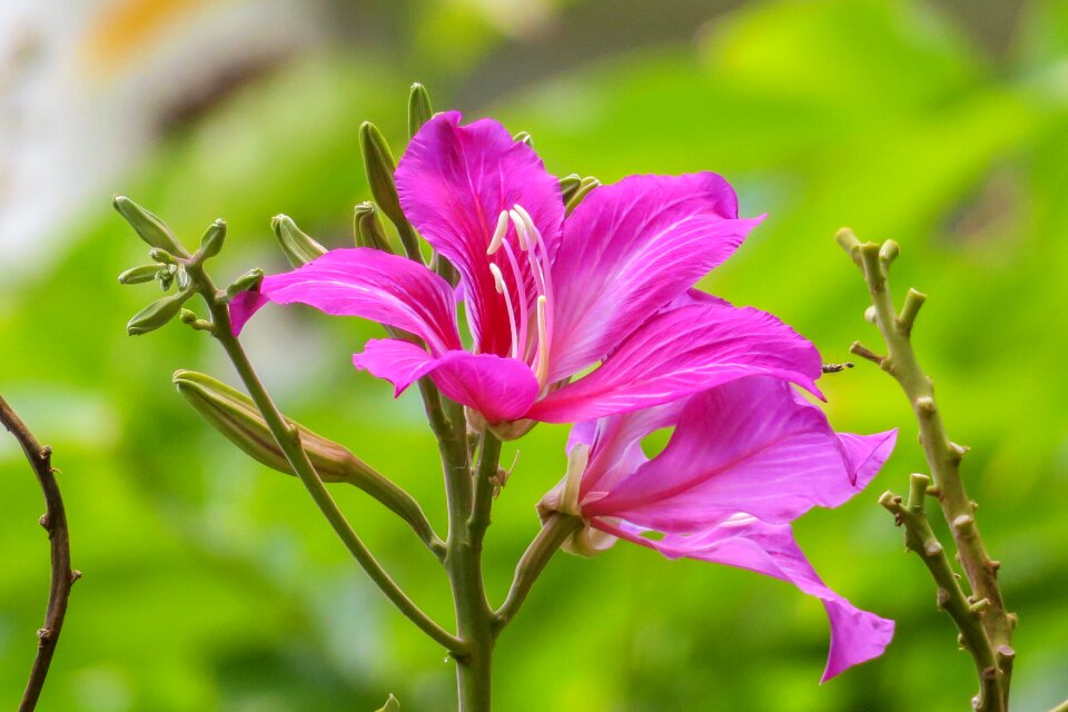 Fuchsia nature flower