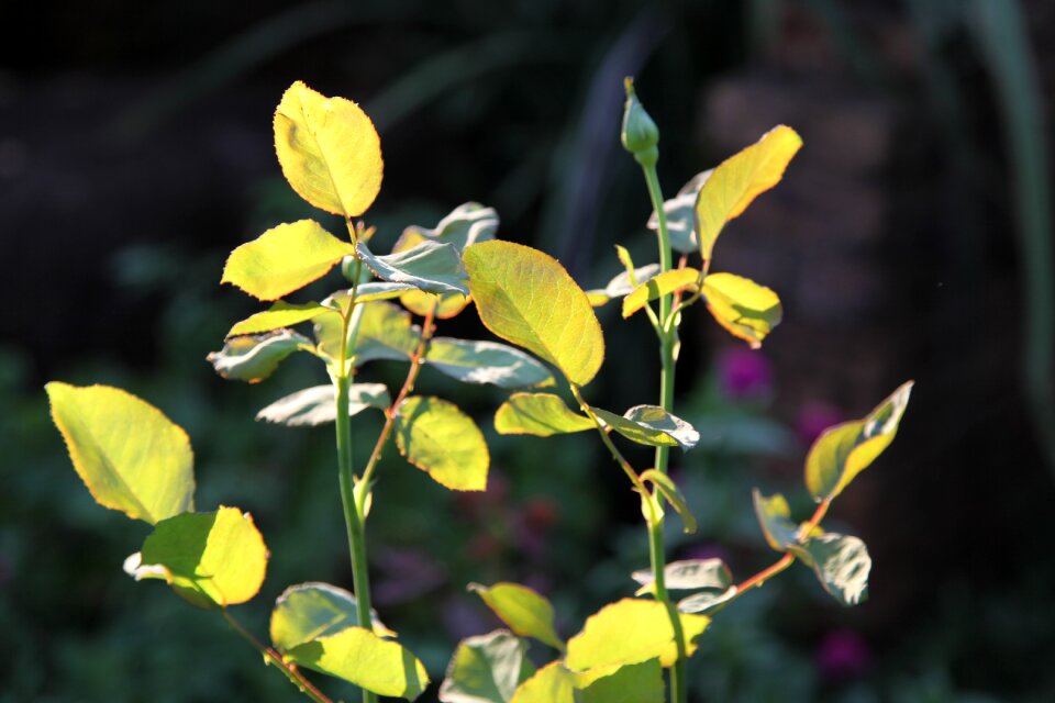 Flower outdoors rose