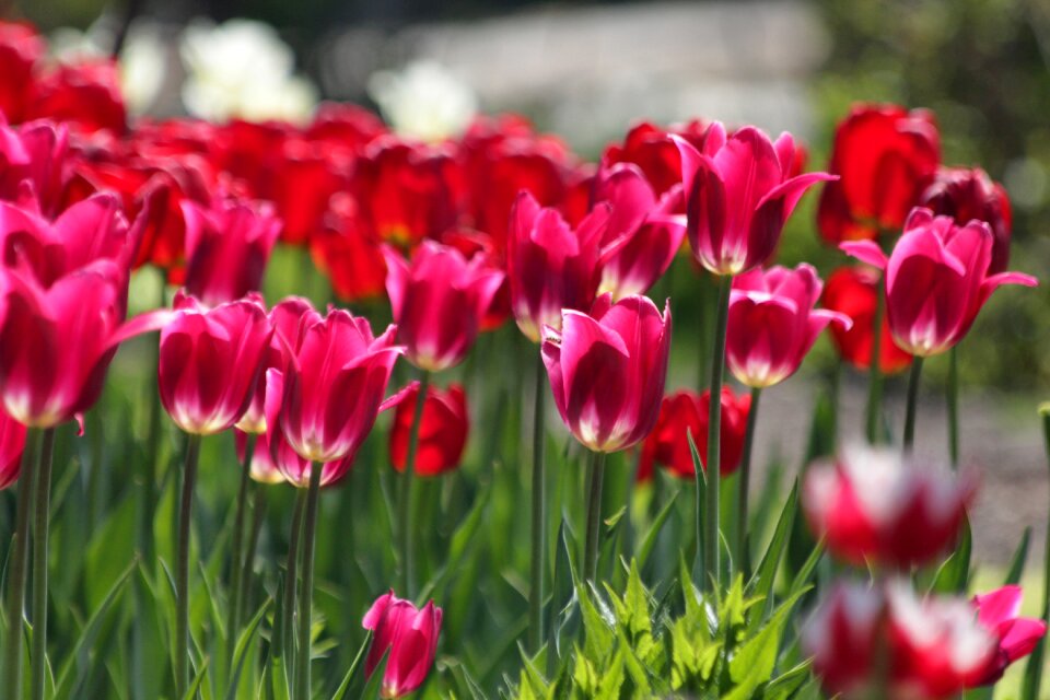 Flowers spring beauty