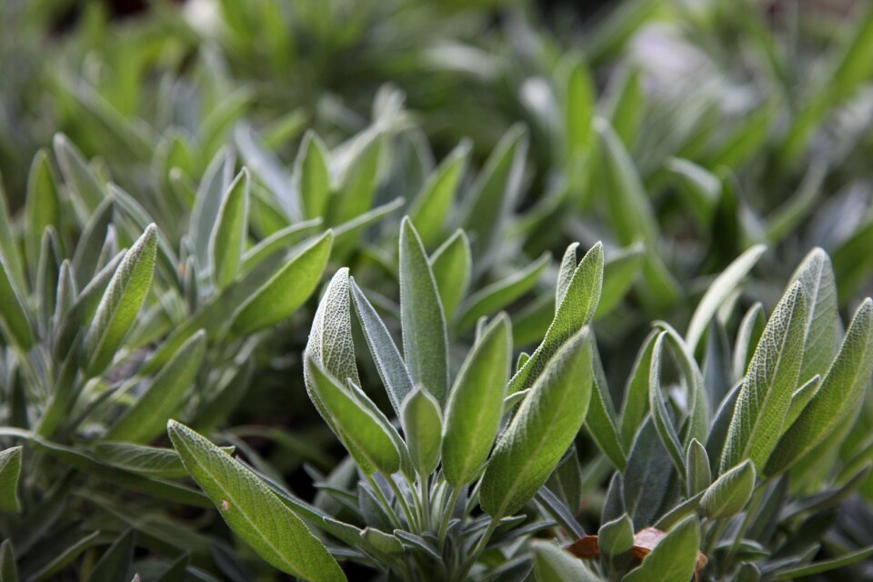 Growth outdoors herb