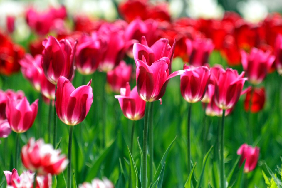 Flowers spring beauty