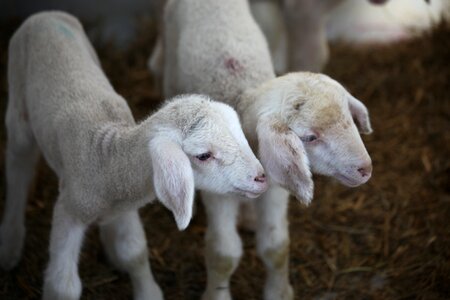 Wool sheep baby photo