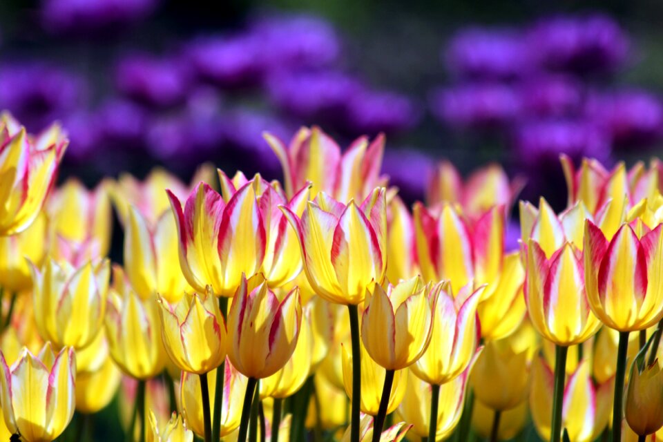 Bloom garden purple
