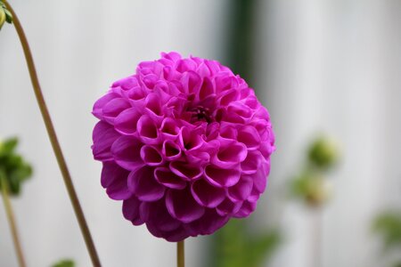 Dahlia purple dahlia dahlia pompon purple