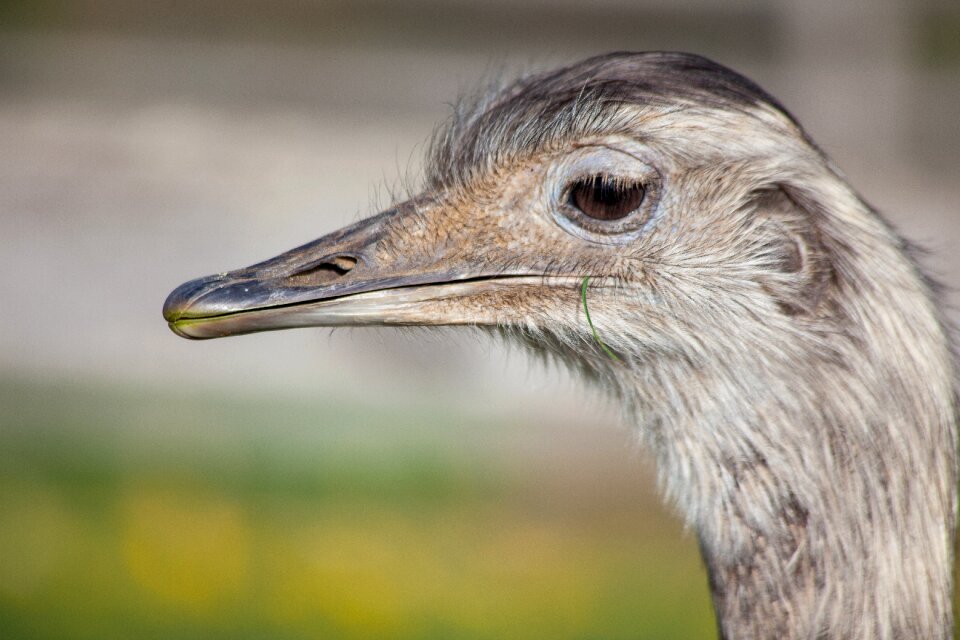Bird animal bill