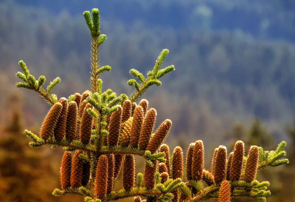 Pine cones tap seeds