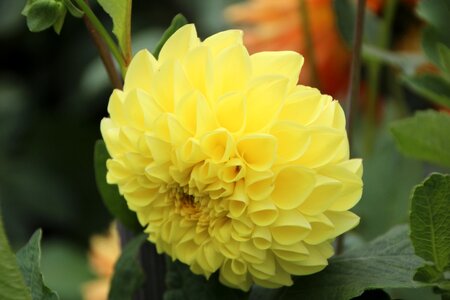 Dahlia yellow dahlia dahlia pompon yellow