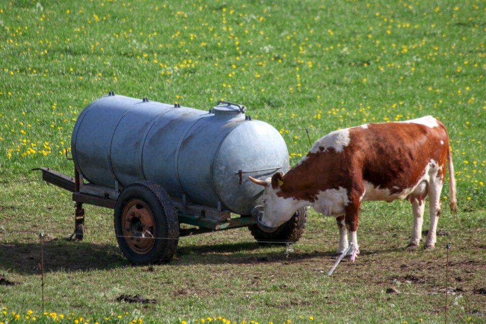 Meadow animal farm