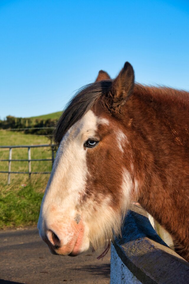 Horse horse head sky