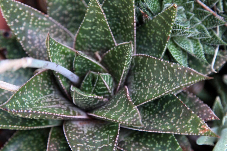 Tree pattern aloe