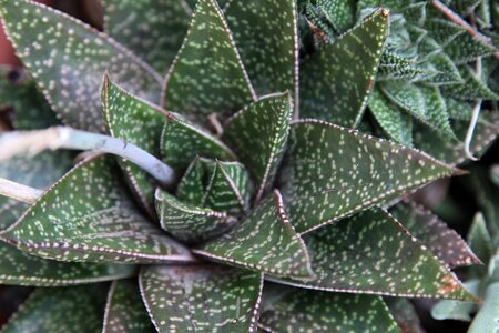 Tree pattern aloe
