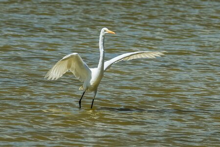 Nature birding outdoors