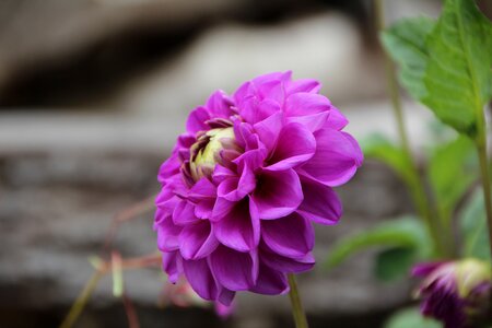 Dahlia purple dahlia dahlia pompon purple