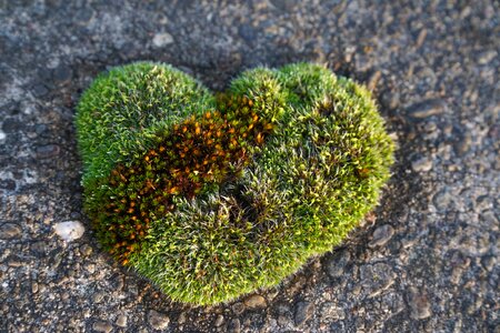 Love heart shaped romantic