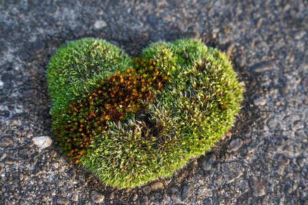 Love heart shaped romantic photo