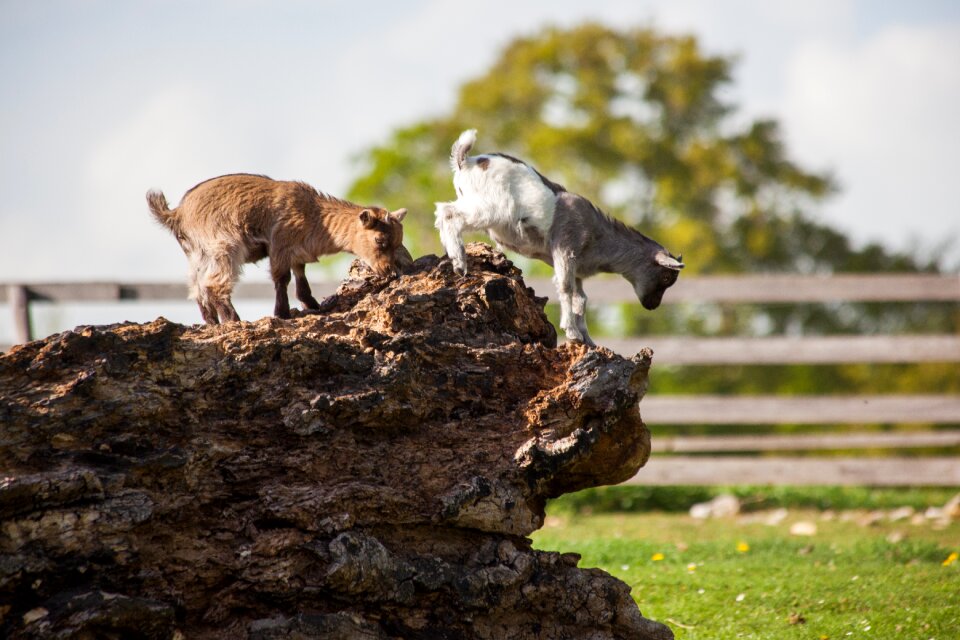 Animal farm animal children