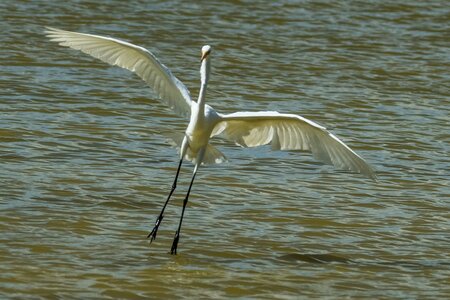 Nature birding outdoors