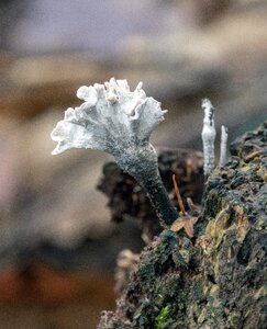Fungi forest woods photo