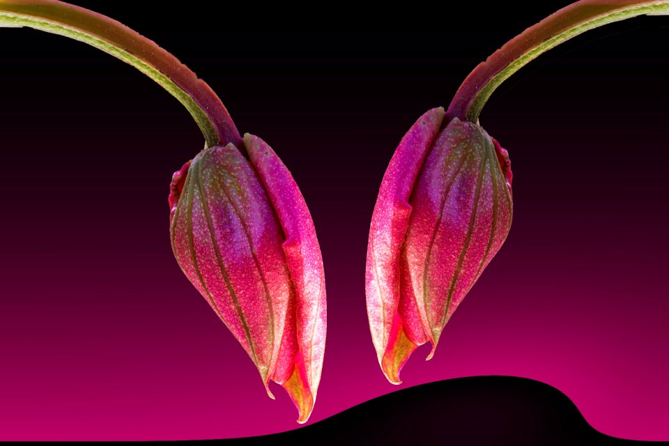 Bud datailaufnahme macro