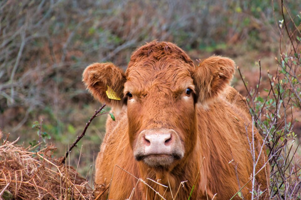 Cattle ruminant portrait