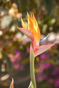 Blossom summer strelitzia