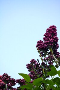 Tree garden spring season