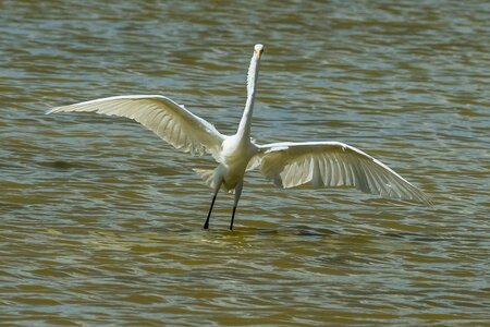 Nature birding outdoors