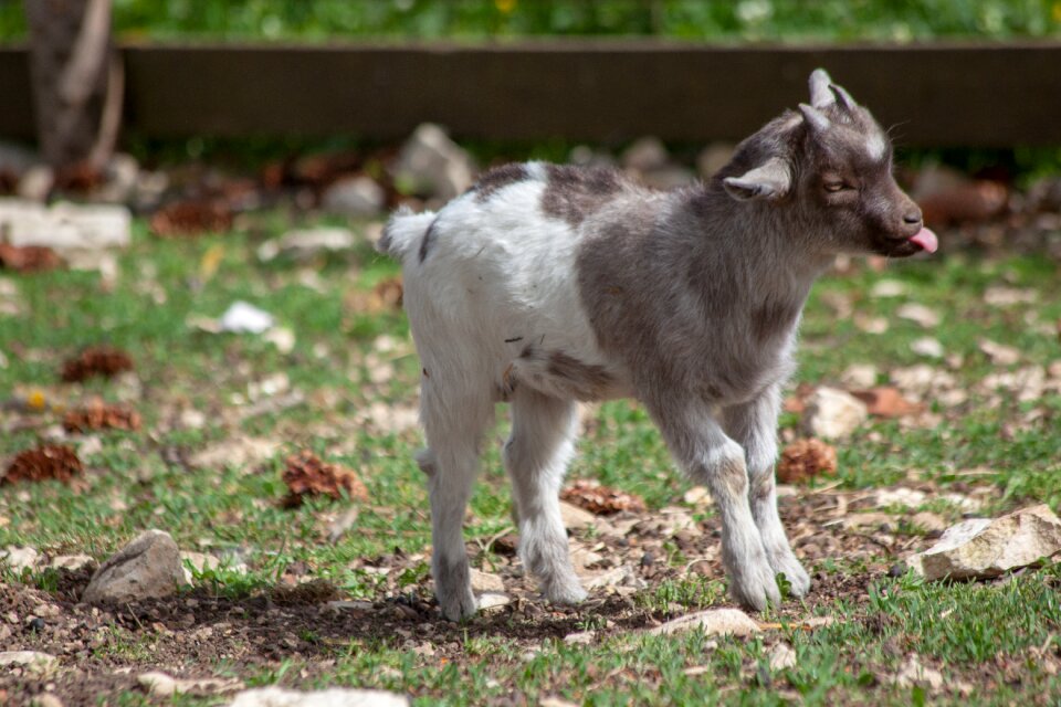 Bitchy baby goat stick out tongue