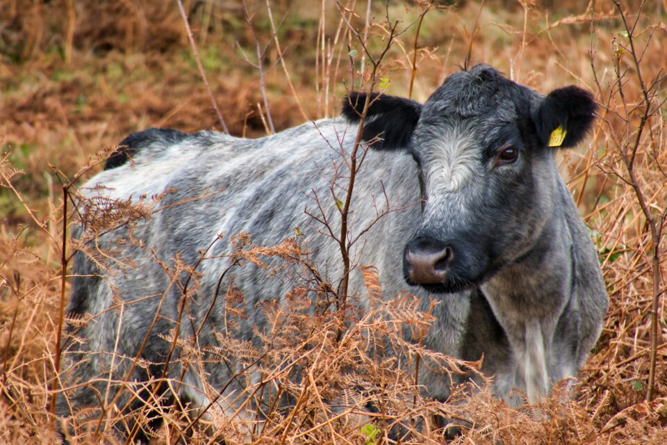 Cattle ruminant silver